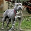 giannis